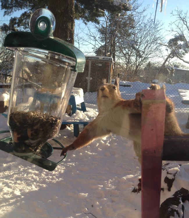 Awkward encounter with a squirrel