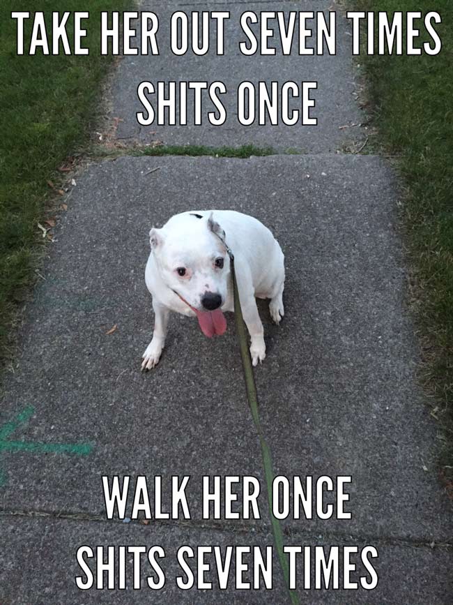 Walking the dog
