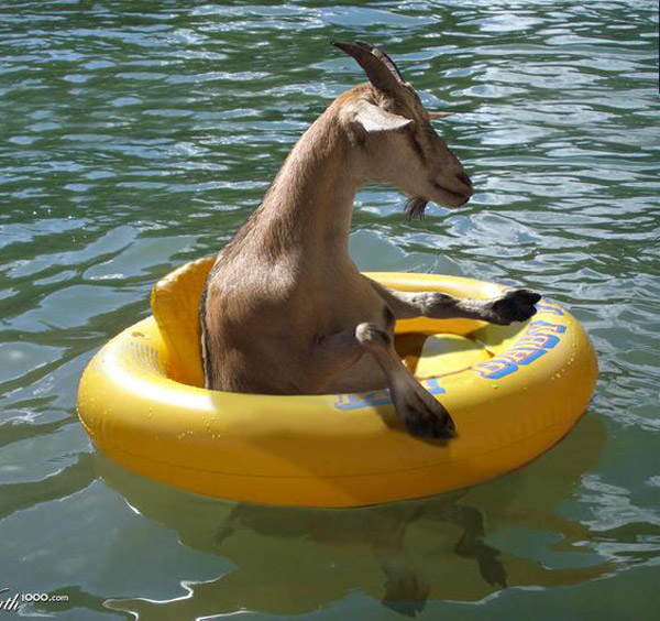 Whatever floats your goat...