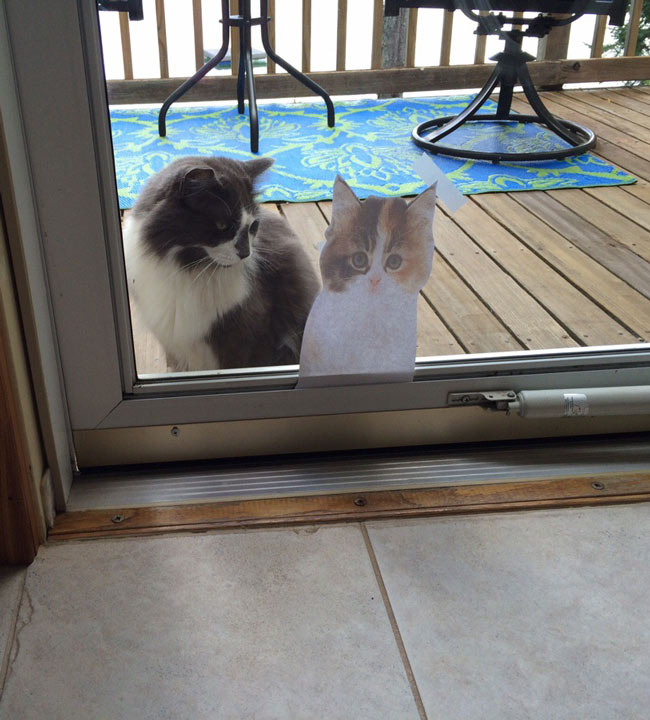 I was desperate to find a cat, so I taped a decoy to my glass door... It worked