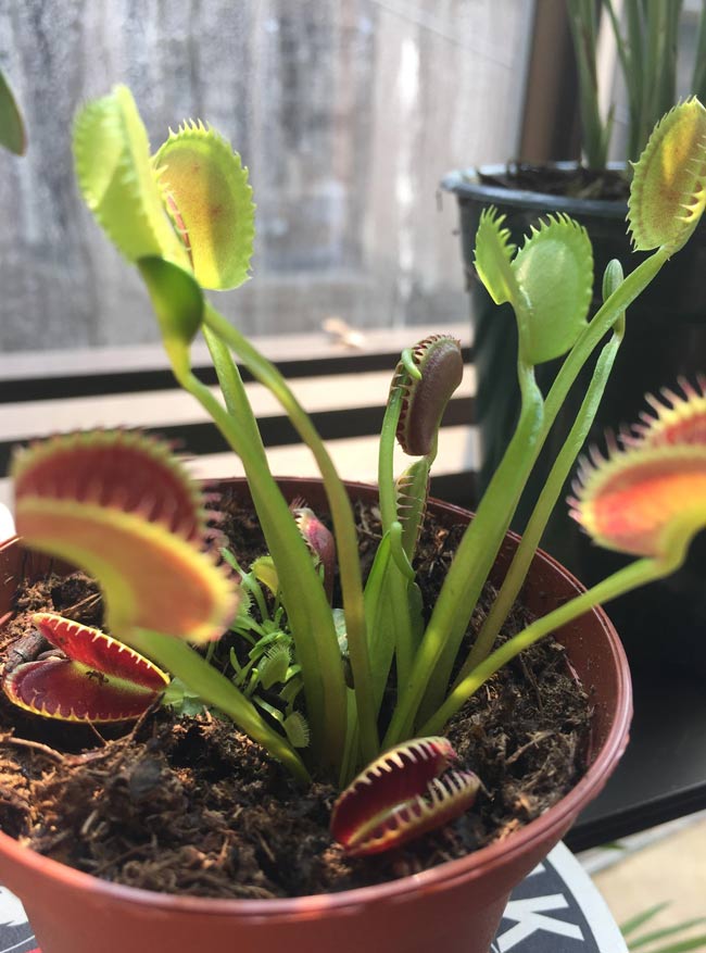 My Venus flytrap isn't very smart