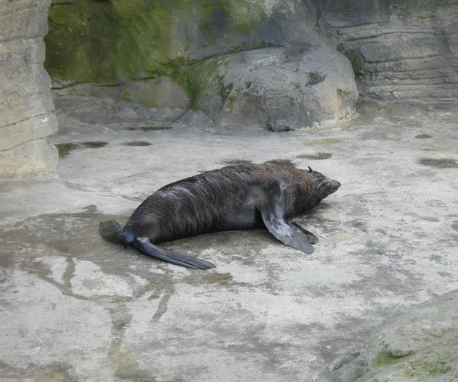 Sleeping other seal