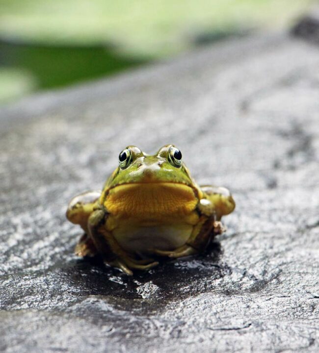 This frog looks like every person who's asked to speak to the manager in a retail setting