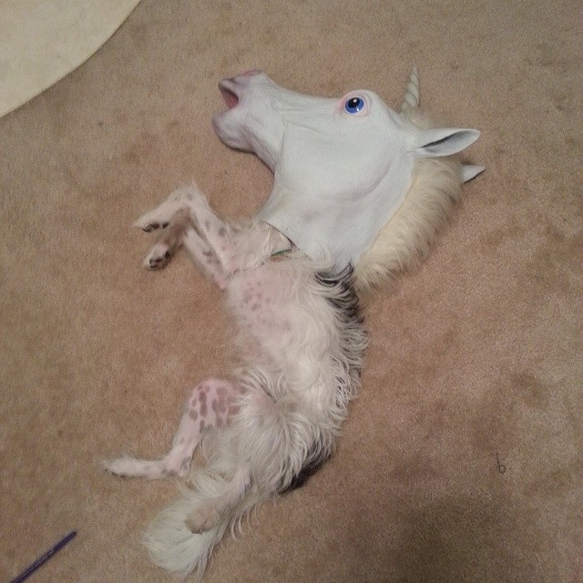 My dog found my unicorn mask