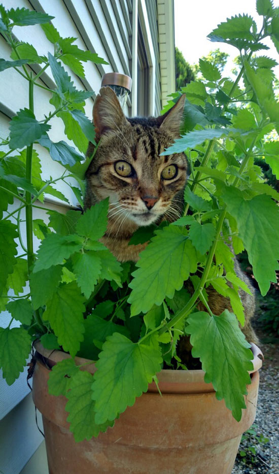 Chewy found where the catnip was being grown. This is him sitting in the planter high as heck...