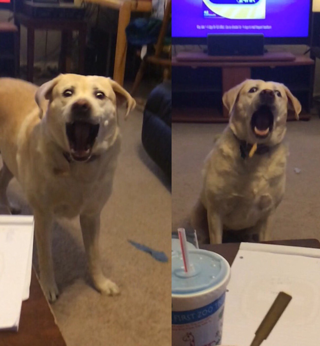 The faces of my dog trying to catch a fry