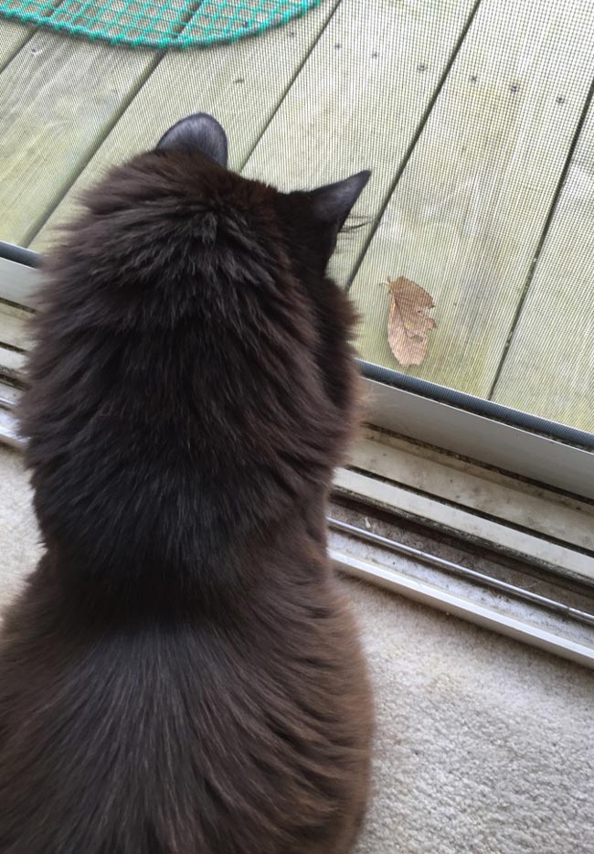She's been watching this leaf inch closer for 25 minutes