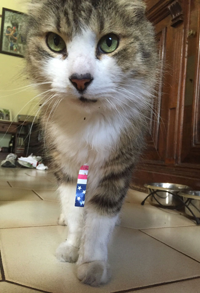 My cat just came home with a piece of American flag stuck to him - I don't even live in America!