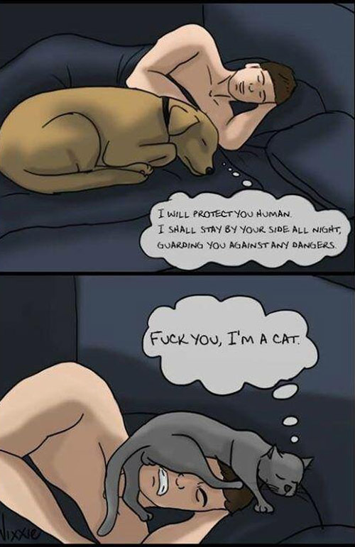 As a former dog and current cat owner, can confirm
