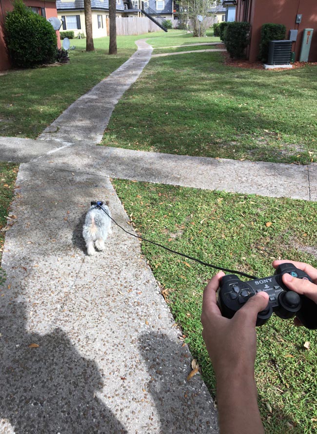 We found a dog and had to improvise a leash
