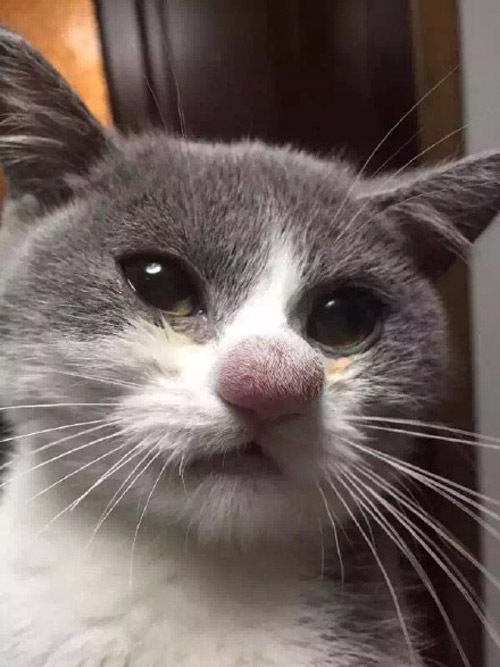 Cat's nose after losing a battle with a bee
