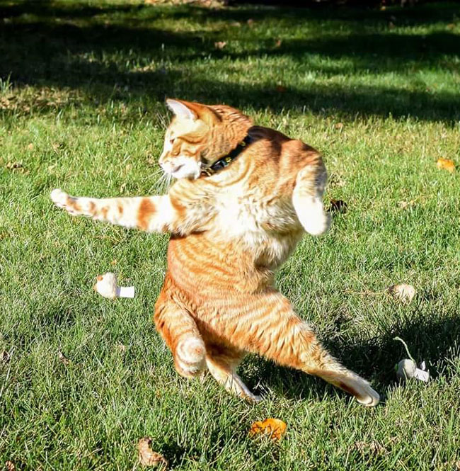 My cat is making a late run for the Heisman