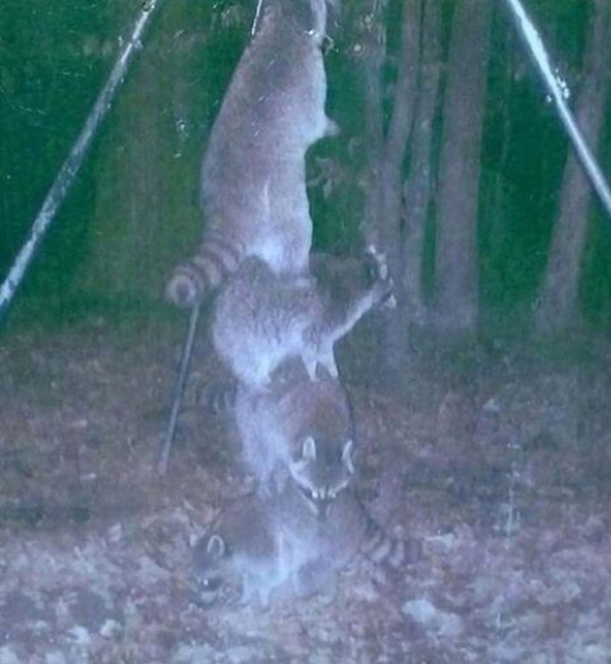 Raccoons working together to reach a deer feeder that was placed high off the ground