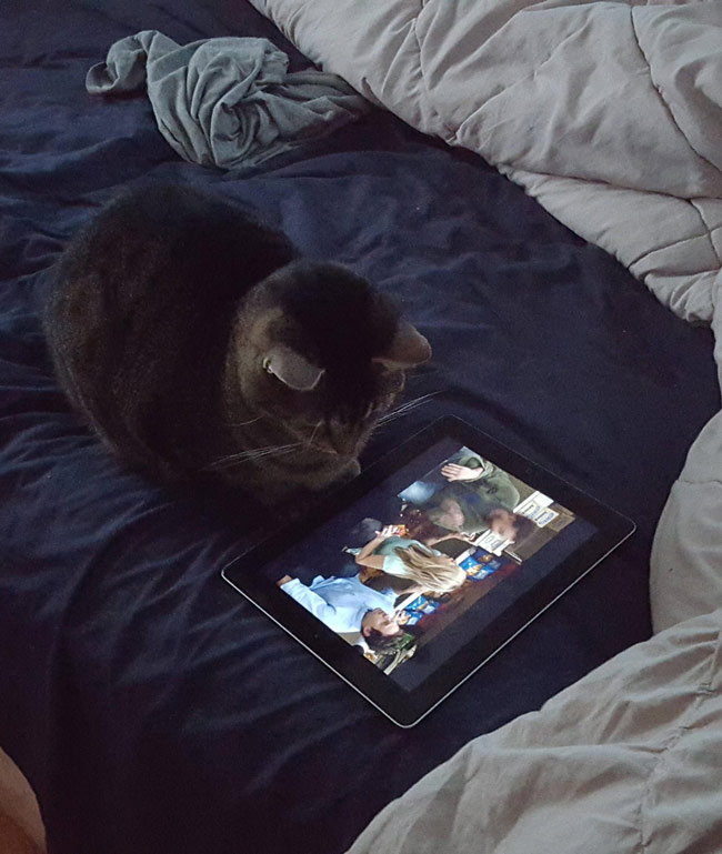 Left the room to brush my teeth and make coffee. Came back to find my cat enjoying Always Sunny