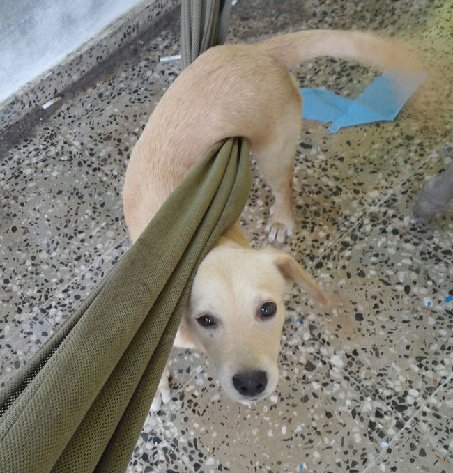 New foster pup has hammock trouble