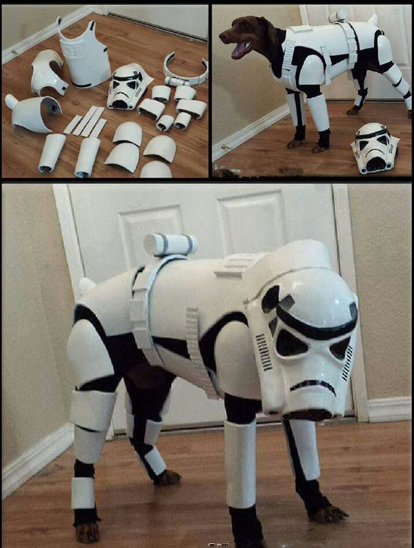 Isn't he a little short to be a Storm Trooper?