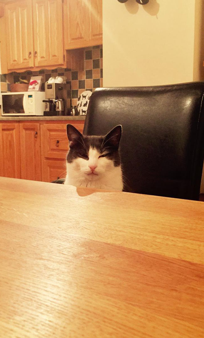 I kicked over my cats milk and had no replacement. He sat opposite me as I ate my dinner looking at me like this