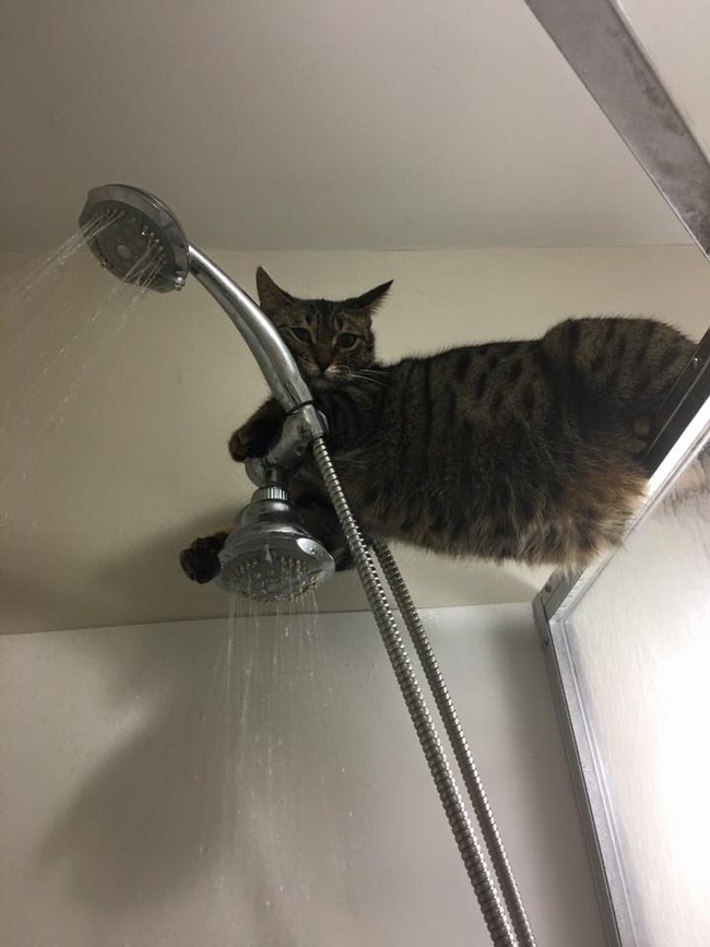 Hey, what are you doing? You taking a shower? That's cool. I'll just hang out here