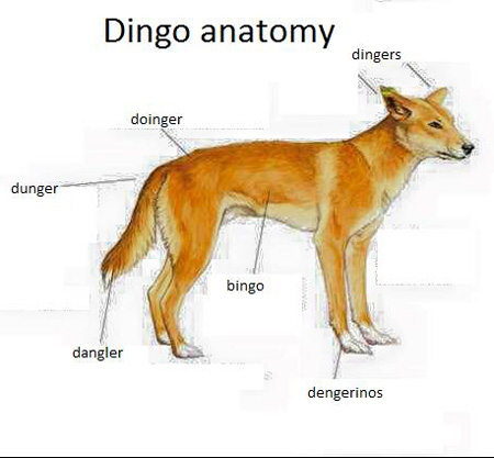 Dingo Anatomy