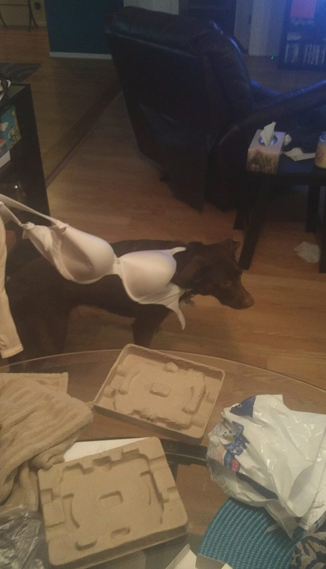 My Dog Got Caught in a Booby Trap