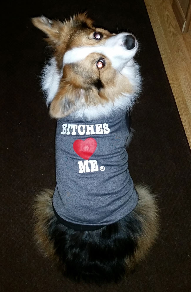 Wife said she bought the dog a shirt. Came home to this...