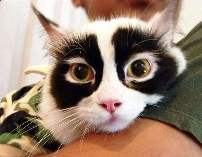 This cat must have a secret identity