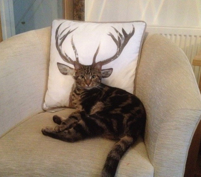 How deer you disturb the cat