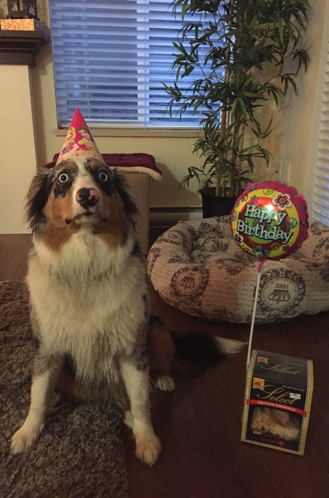 My dog is horrified that it's her birthday