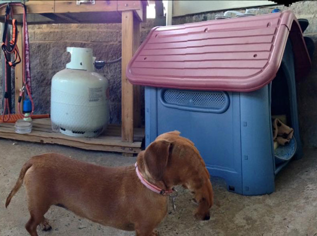 Friend tried to take a panorama of her Dachshund