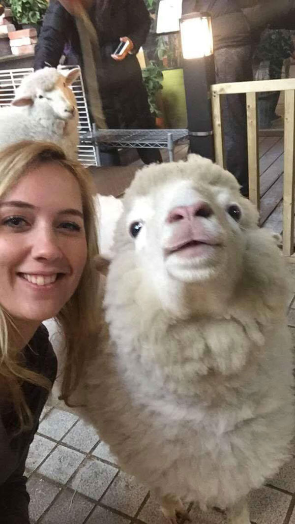 So I went to a sheep cafe and this happened