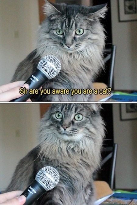Are you aware you are a cat?