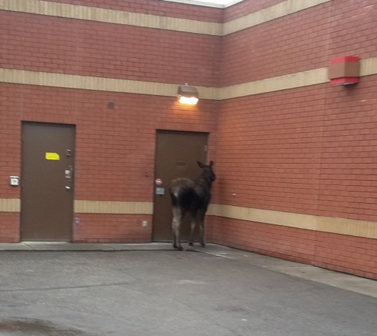 A Moose waiting at the back door of a local Tim Hortons in Canada yesterday