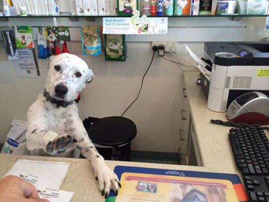 Ma'am calm down, I'm doing everything I can