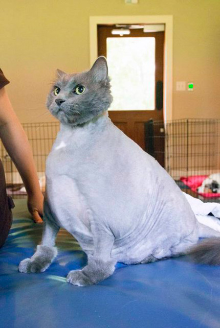 Does this haircut make me look fat?