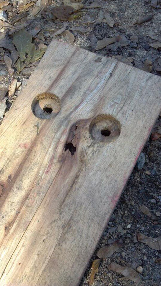 A piece of petrified wood