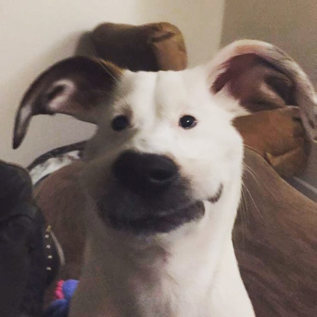 So I tried those new Snapchat filters on my dog...