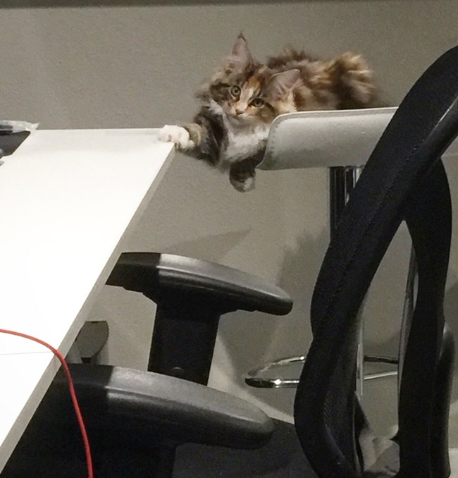 I asked my cat to stay off the desk, this was her response