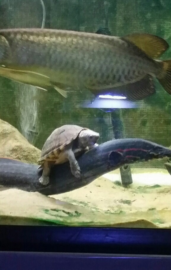 My friends turtle hitched a ride on his Fire Eel