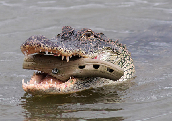 Just an alligator eating a croc