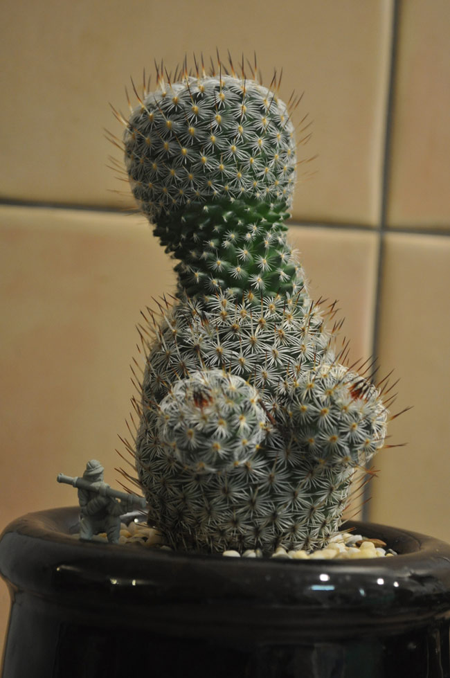 My cactus recently became a woman