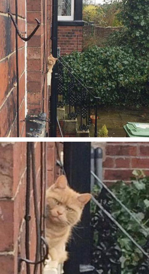 My neighbours cat did not look impressed this morning...