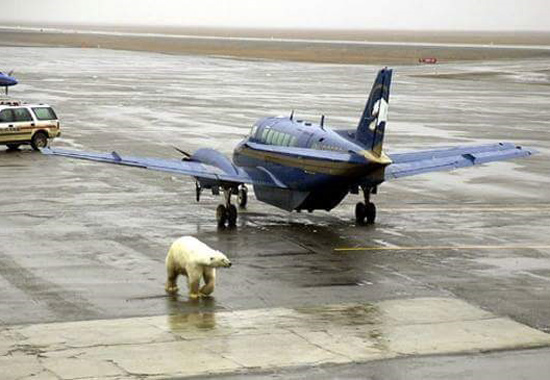 Alaska: The place where you can't get off the plane because there is a polar bear between you and the terminal