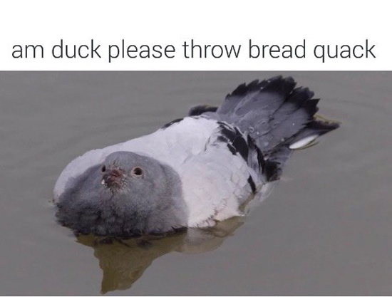 Am Duck