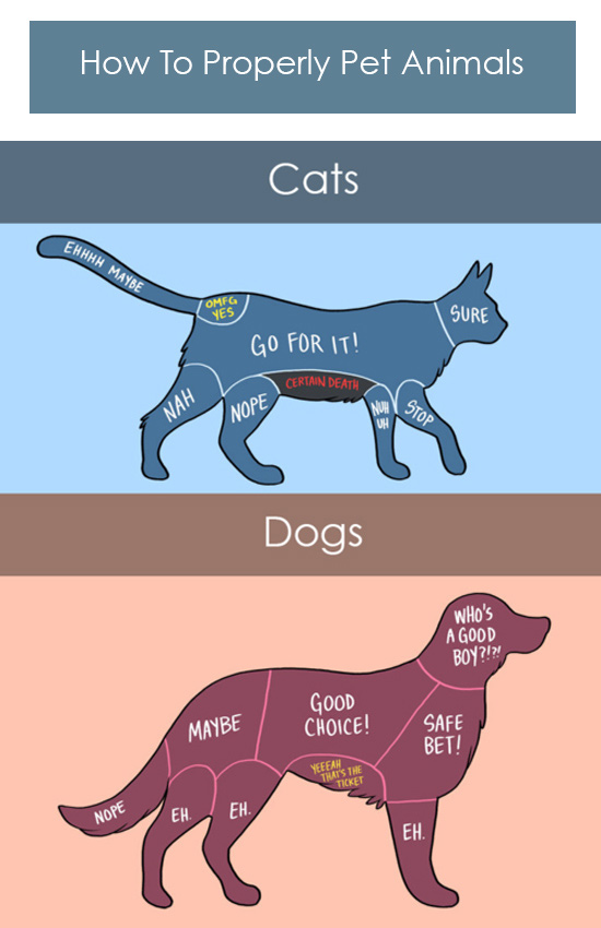 How to pet cats & dogs