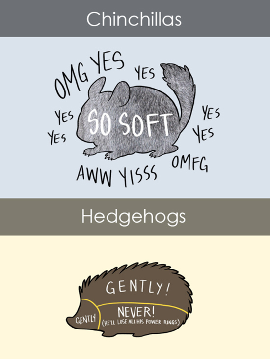 How to pet chinchillas & hedgehogs