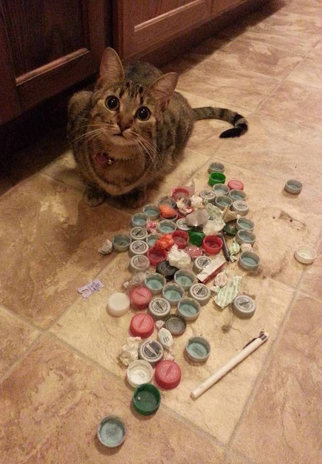 My cat's face when I found one of her hoarding stashes