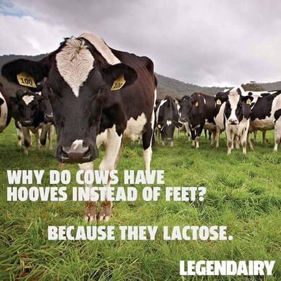 Why do cows have hooves instead of feet?