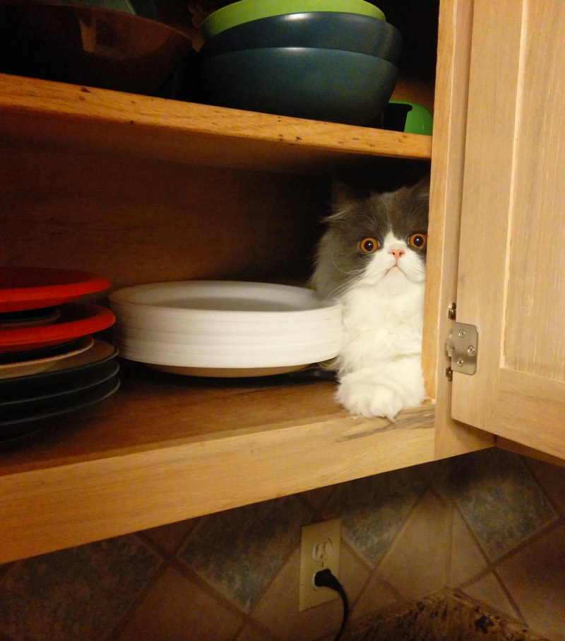 "The paper plates? They're in the cupboard next to the demented cat."