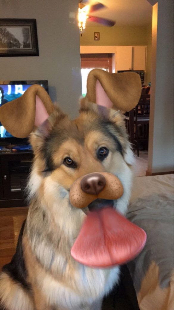 I snap chatted my dog as a dog
