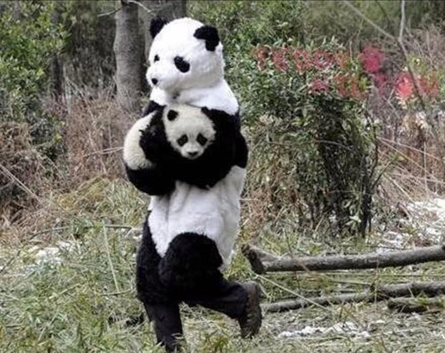 "Its okay panda, i'm your mother now"